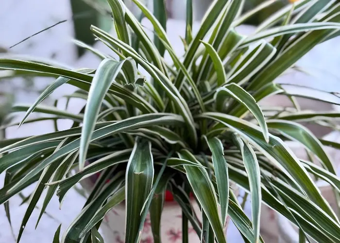 Casa de hóspedes Nomad